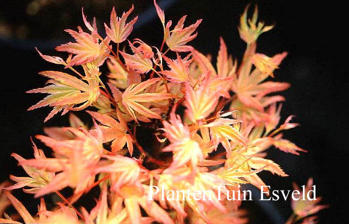 Acer palmatum 'Kawahara Rose'