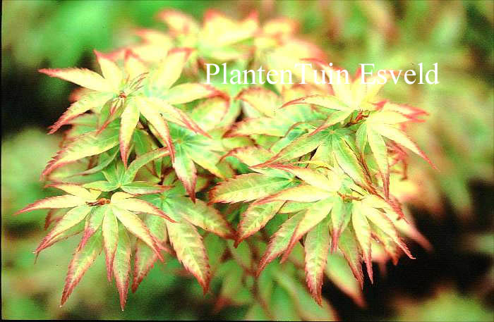 Acer palmatum 'Murasaki kiyohime'