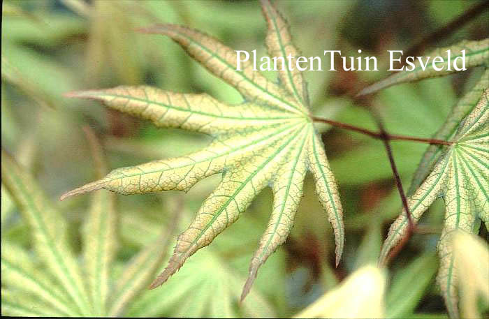 Acer palmatum 'Sawa chidori'