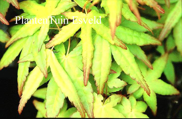 Acer palmatum 'Callico'
