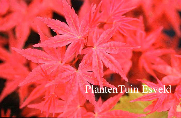 Acer palmatum 'Seigen'