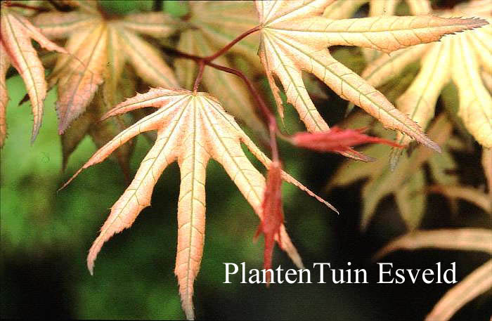 Acer palmatum 'Reticulatum Purple'