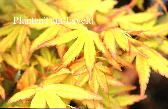 Acer palmatum 'Ueno yama'