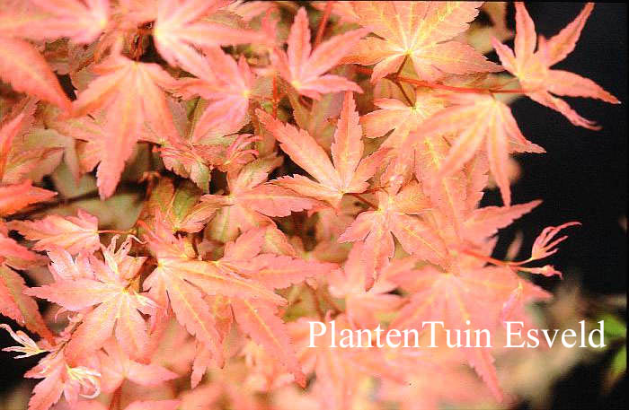 Acer palmatum 'Ruben'