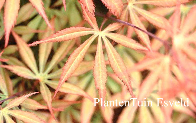 Acer palmatum 'Heiwa'