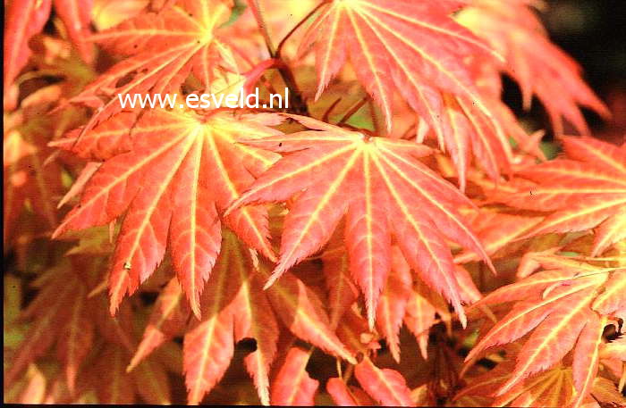 Acer shirasawanum 'Autumn Moon'