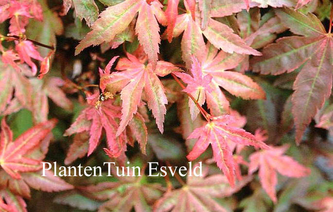 Acer palmatum 'Ruben'