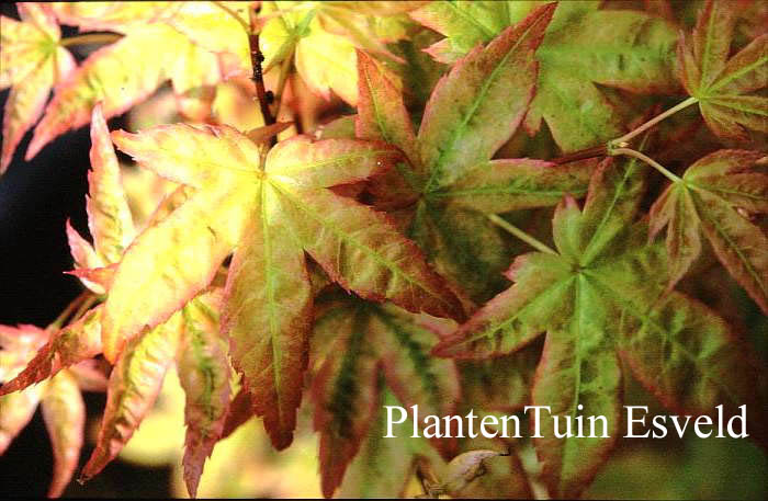 Acer palmatum 'Tohoku shichihenge'