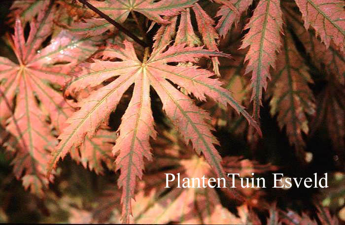 Acer palmatum 'Ariadne'