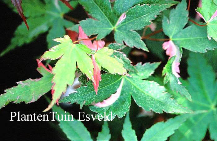 Acer palmatum 'Rokugatsu en nishiki'