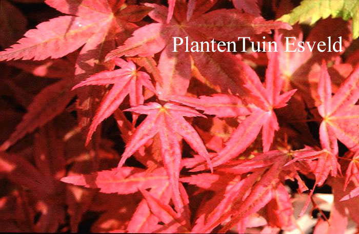 Acer palmatum 'Seigen'