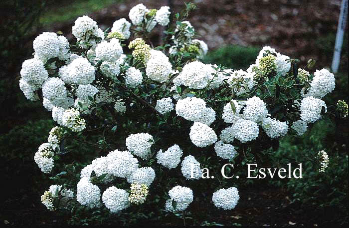 Viburnum 'Eskimo'