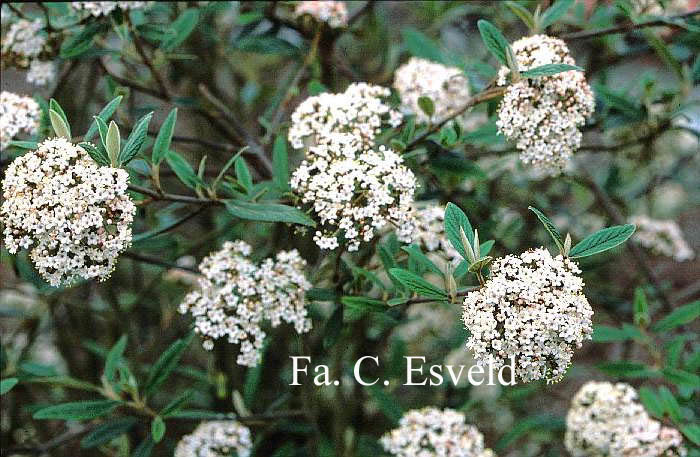 Viburnum 'Pragense'