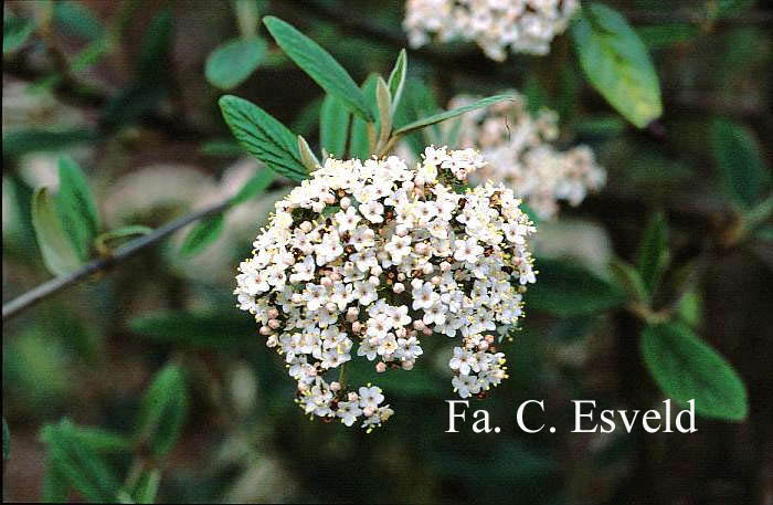 Viburnum 'Pragense'