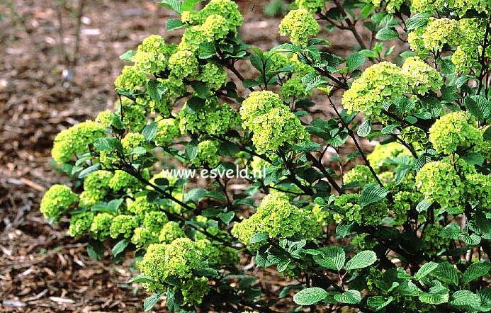 Viburnum plicatum 'Grandiflorum'