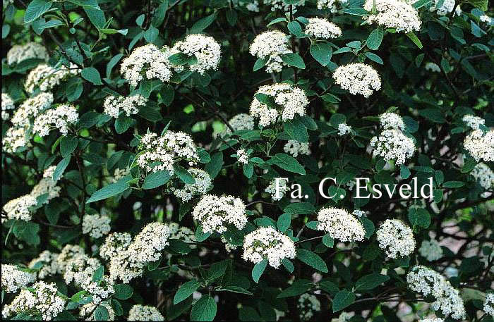 Viburnum lantana 'Candy'