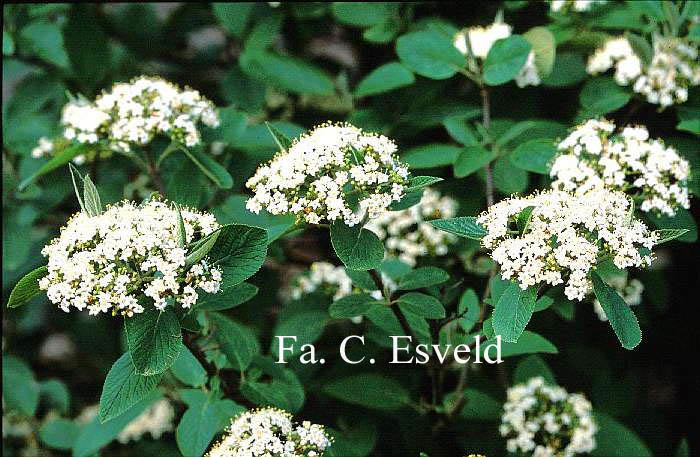 Viburnum lantana 'Candy'