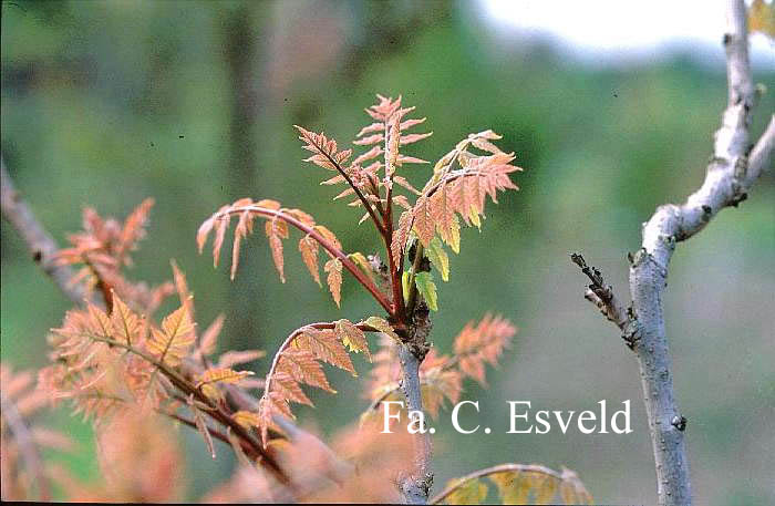 Koelreuteria bipinnata