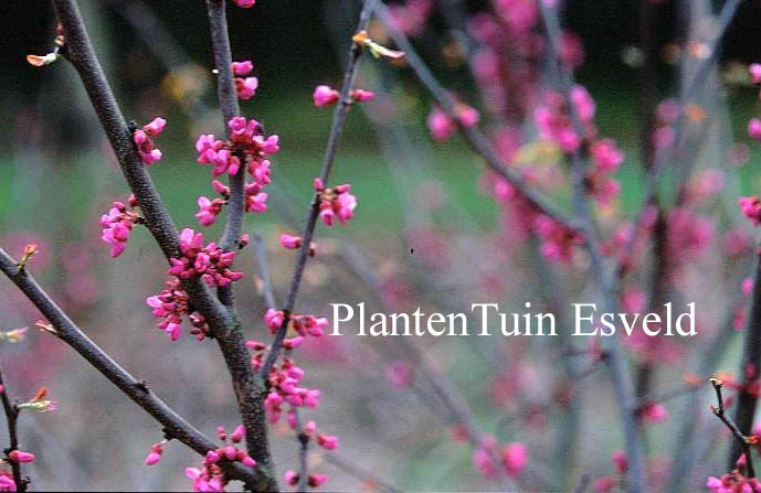 Cercis canadensis 'Oklahoma'