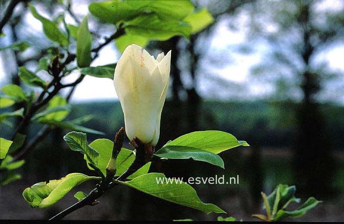 Magnolia brooklynensis 'Yellow Fever'