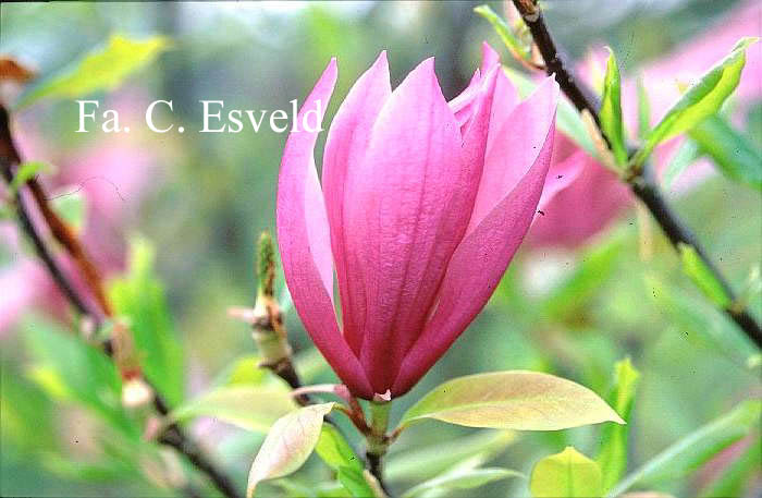 Magnolia 'Betty'