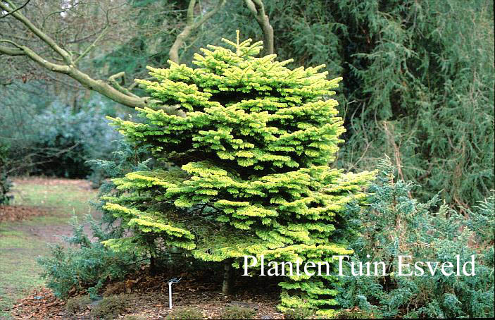 Abies nordmanniana 'Golden Spreader'