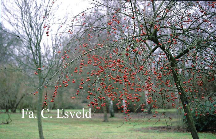 Malus 'Red Sentinel'