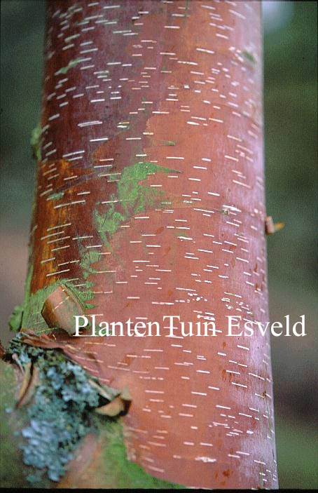 Betula albosinensis