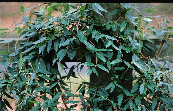 Lonicera acuminata