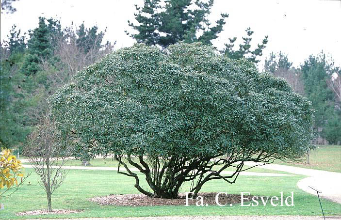 Viburnum globosum 'Jermyn's Globe'