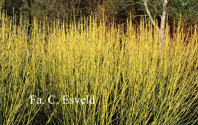 Cornus sericea 'Flaviramea'