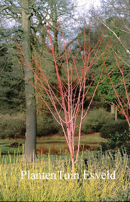 Acer conspicuum 'Phoenix'