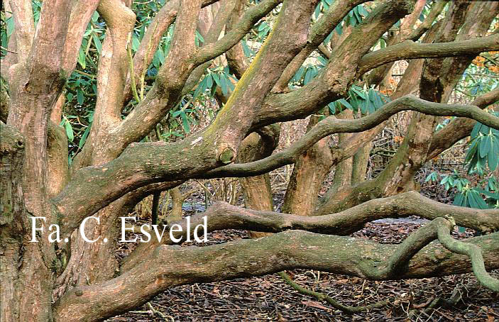 Rhododendron auriculatum