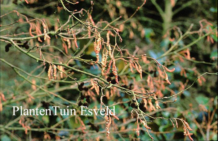 Alnus glutinosa 'Aurea' (14373)