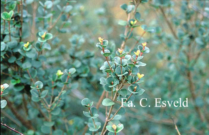Viburnum harryanum