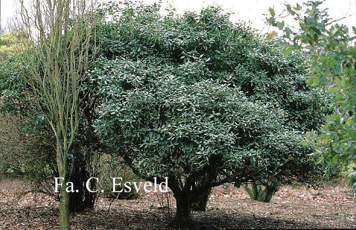 Viburnum globosum 'Jermyn's Globe'