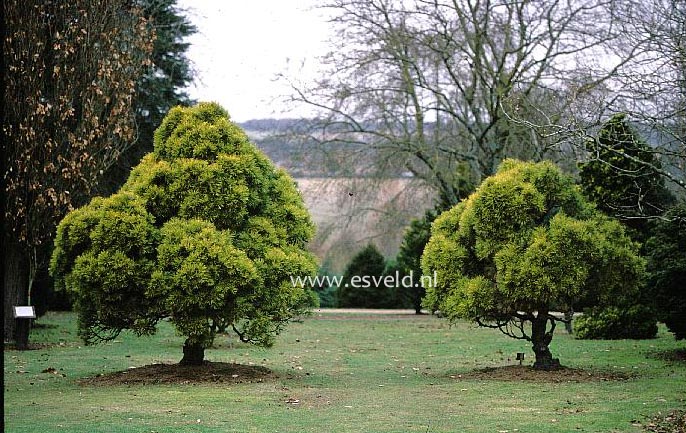 Pinus sylvestris 'Moseri'