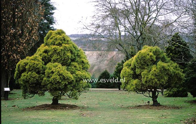 Pinus sylvestris 'Moseri'