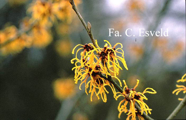 Hamamelis intermedia 'Vesna'