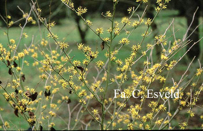 Hamamelis japonica 'Sulphurea'