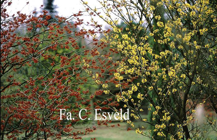 Hamamelis intermedia 'Sunburst'