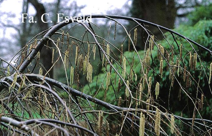 Corylus avellana 'Pendula'