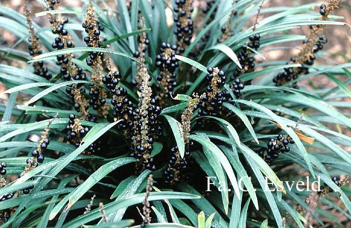 Liriope muscari