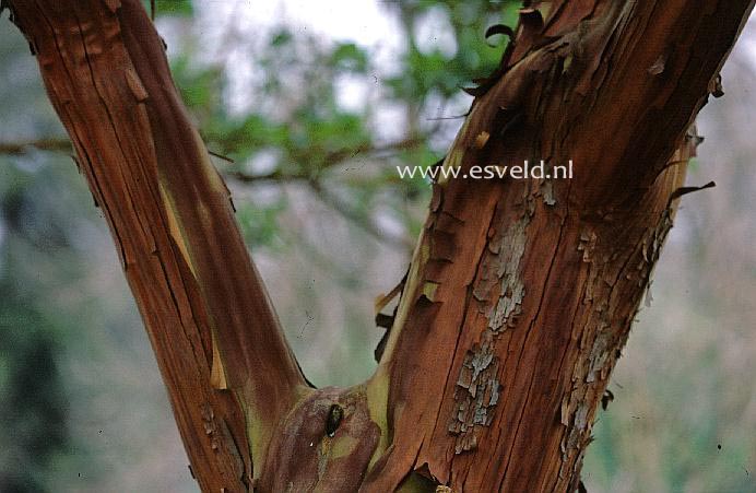 Arbutus andrachnoides