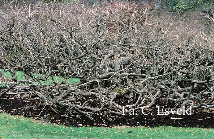 Wisteria sinensis