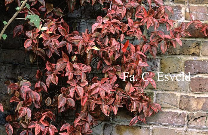 Trachelospermum jasminoides 'Variegatum'