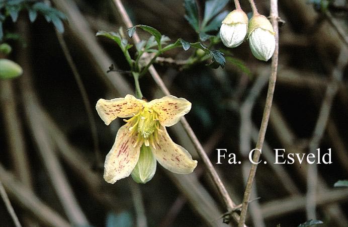 Clematis cirrhosa var. balearica