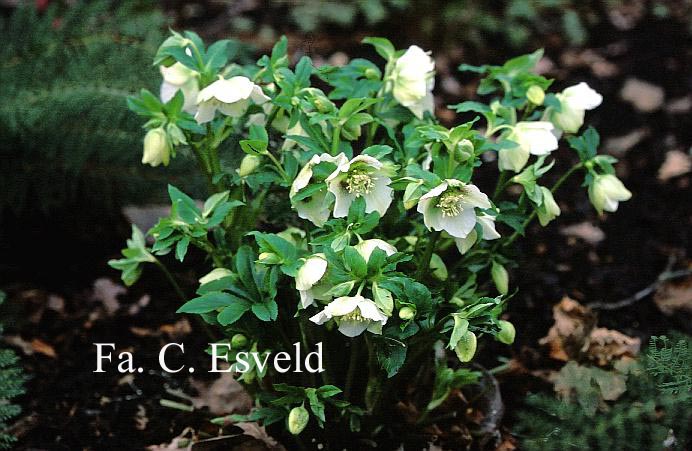 Helleborus orientalis