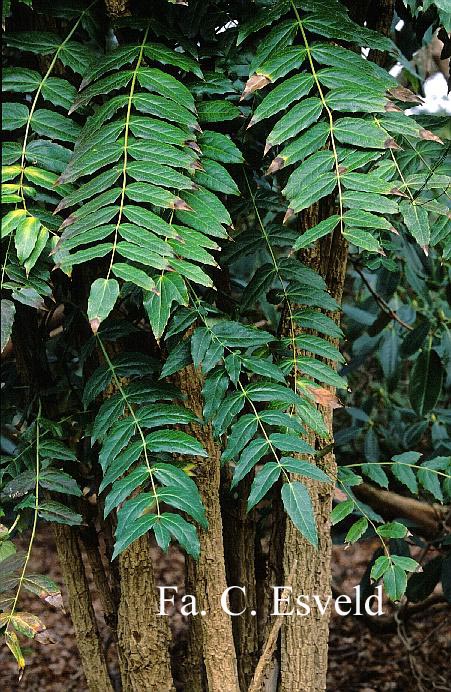 Mahonia napaulensis