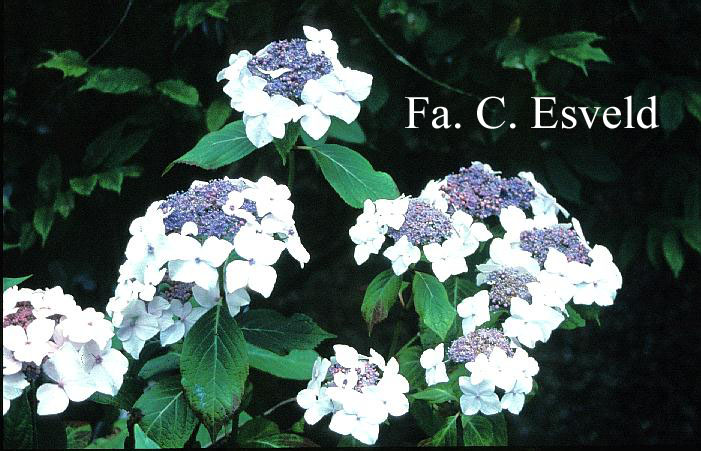 Hydrangea macrophylla 'Dandenong'